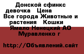 Донской сфинкс девочка › Цена ­ 15 000 - Все города Животные и растения » Кошки   . Ямало-Ненецкий АО,Муравленко г.